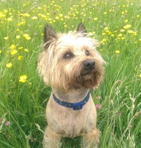Ernie the dog – healthy after switching to raw food
