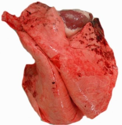 lambs lung
