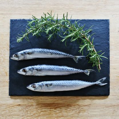Mackerel