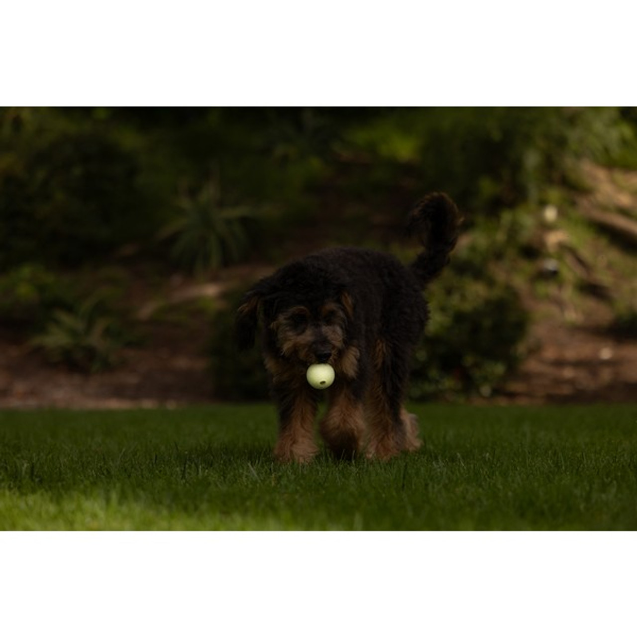 Chuckit Max Glow Balls Medium with Dog
