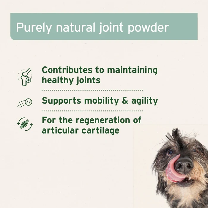 Green Lipped Mussel Powder for Healthy Joints
