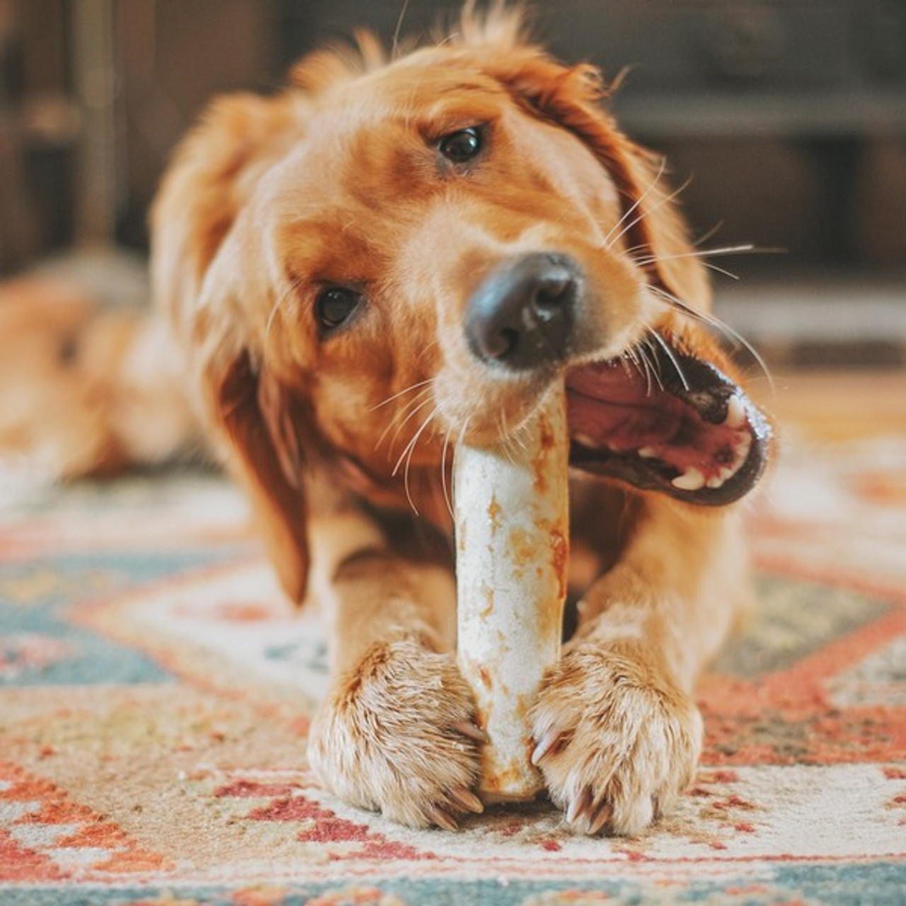 No Hide Chews Dog