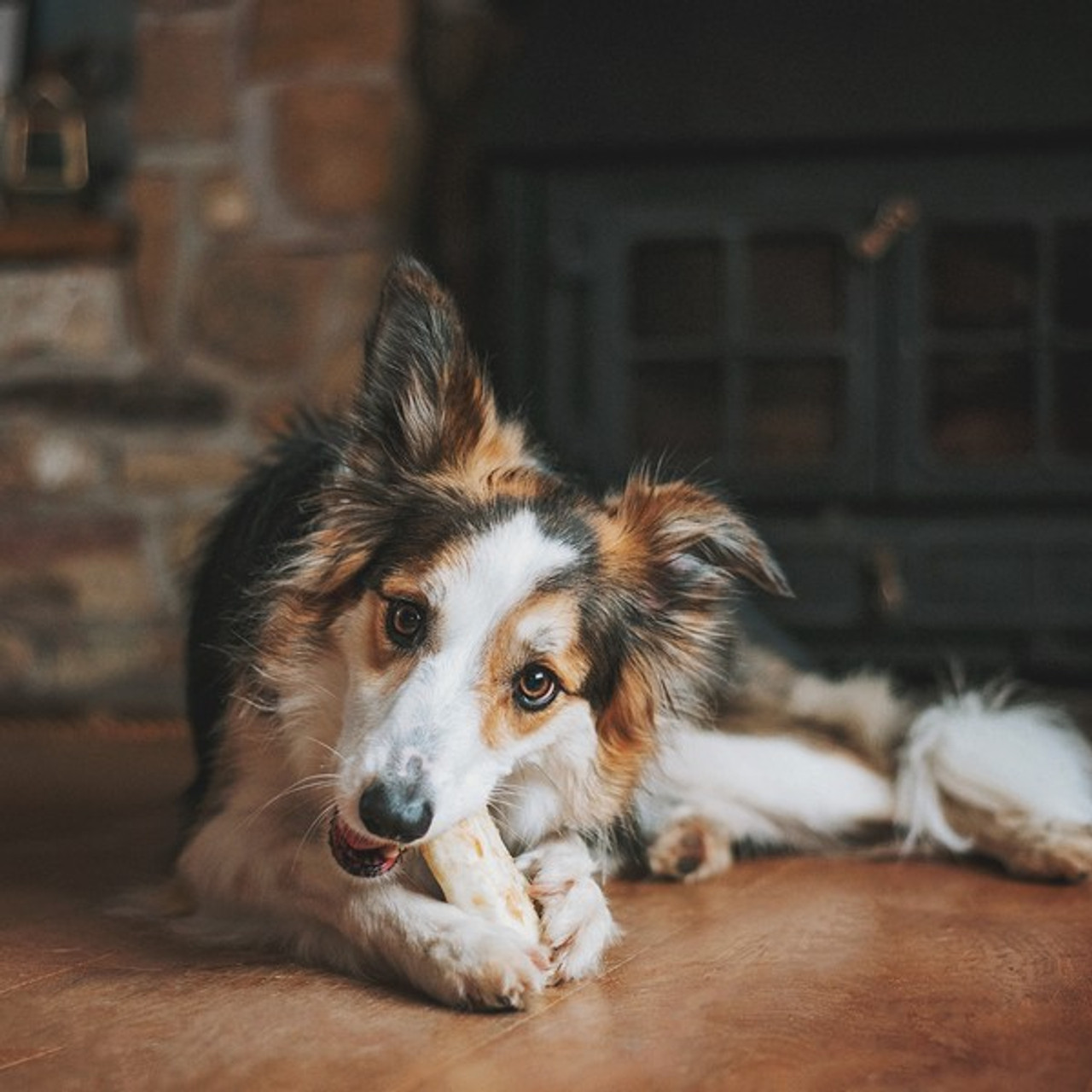 No Hide Chews Medium Dog