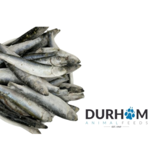 DAF Frozen Sprats