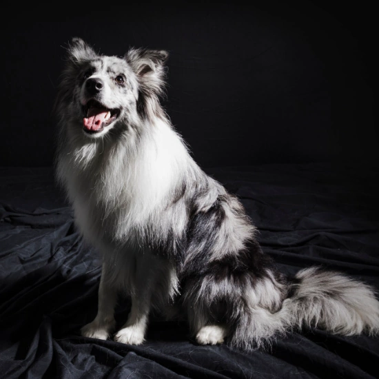 cute dog with shine