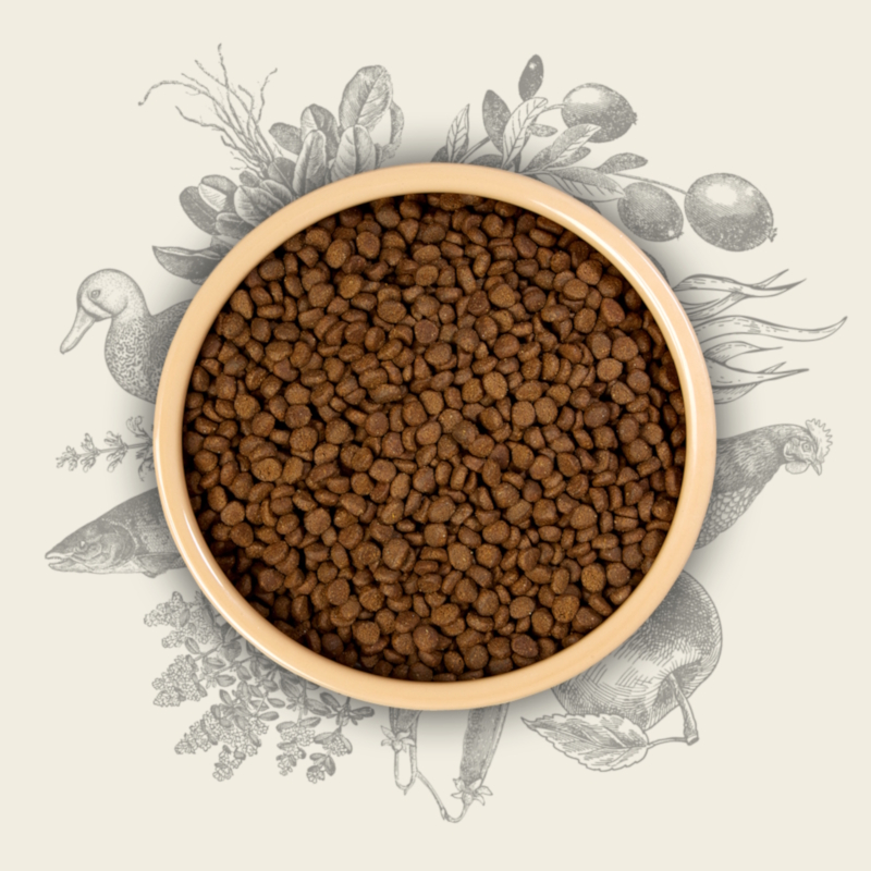 kibble in bowl