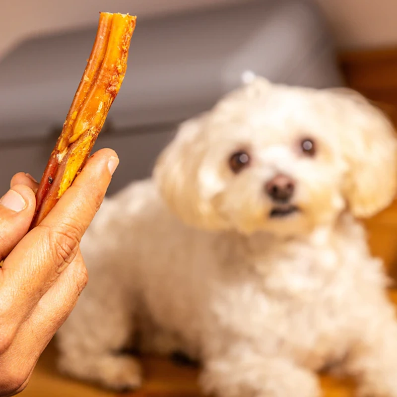 Pizzle with Dog